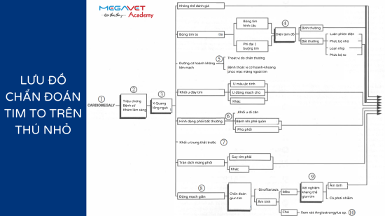 LƯU ĐỒ CHẨN ĐOÁN TÌNH TRẠNG TIM TO TRÊN THÚ NHỎ
